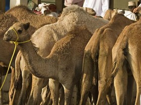 صور من ابداع اعضاء عمان فوتو