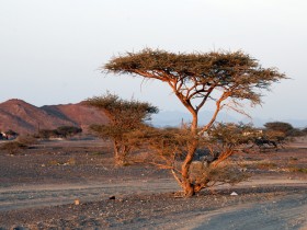صور من ابداع اعضاء عمان فوتو