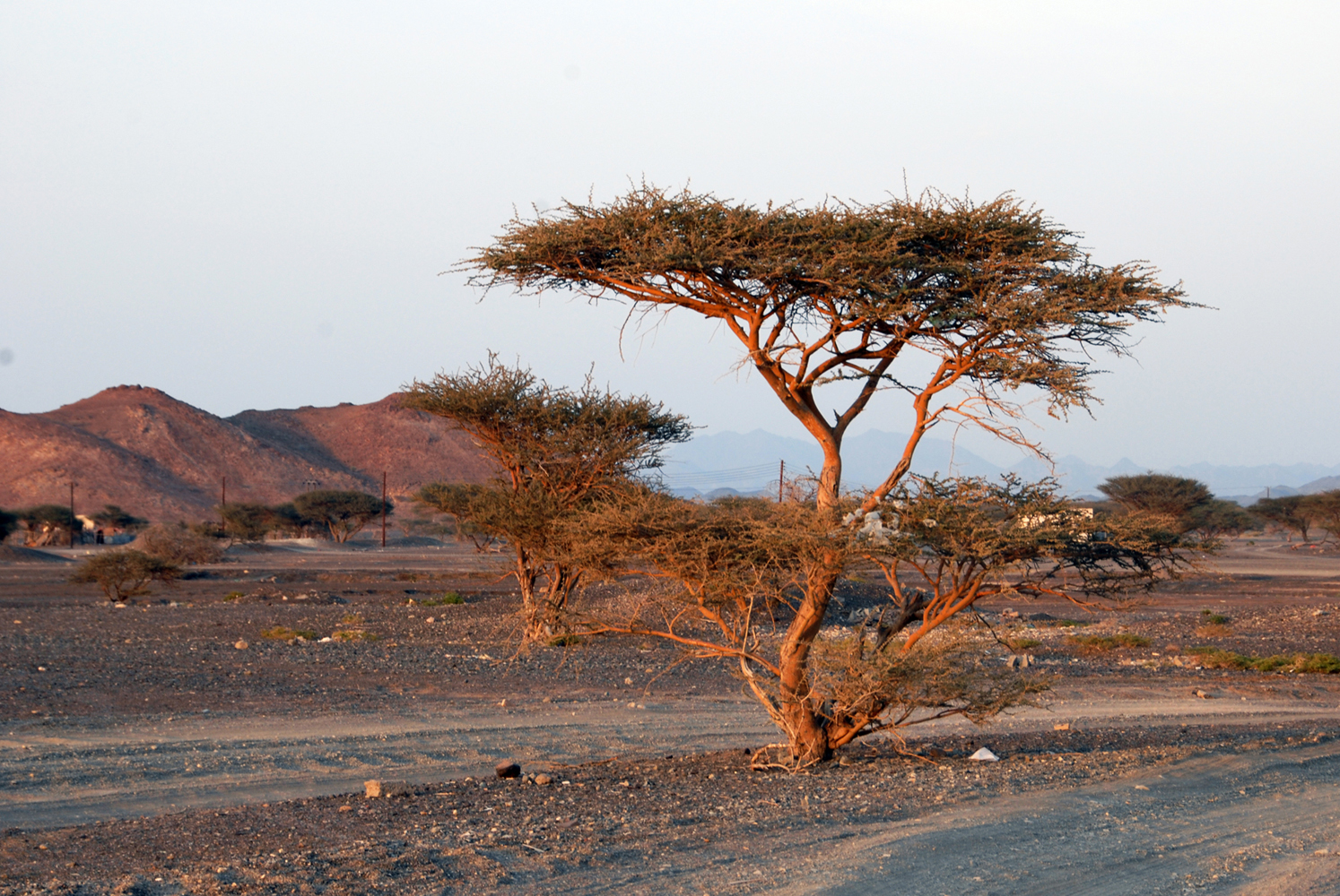 صور من ابداع اعضاء عمان فوتو