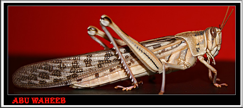 صور من ابداع اعضاء عمان فوتو