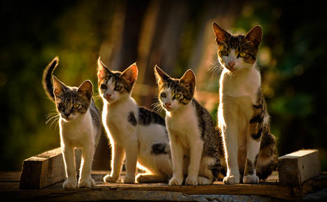 صور منوعة من الإنترنت