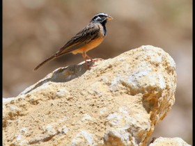 صور من ابداع اعضاء عمان فوتو