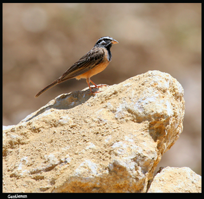 صور من ابداع اعضاء عمان فوتو