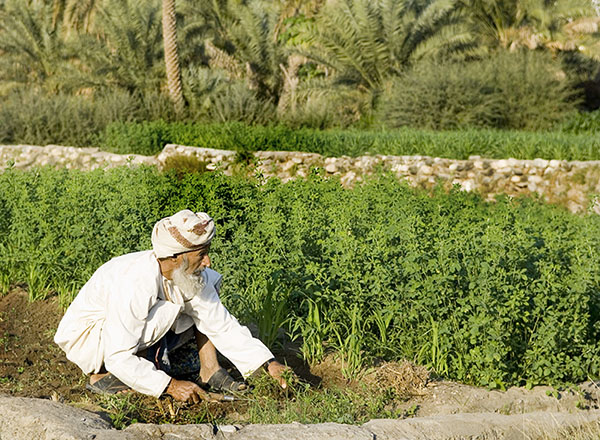 صور من ابداع اعضاء عمان فوتو