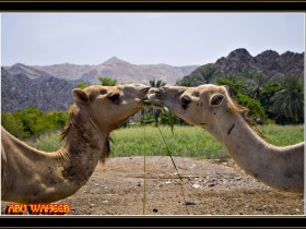صور من ابداع اعضاء عمان فوتو
