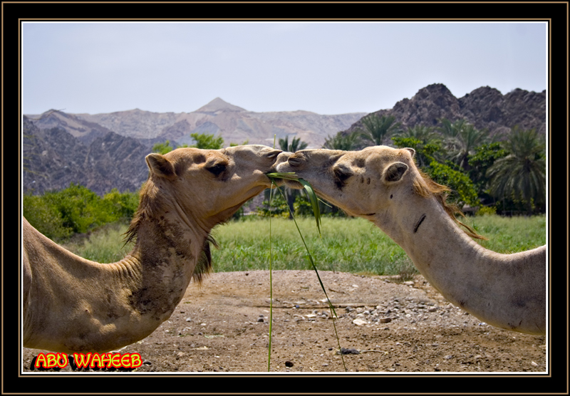 صور من ابداع اعضاء عمان فوتو