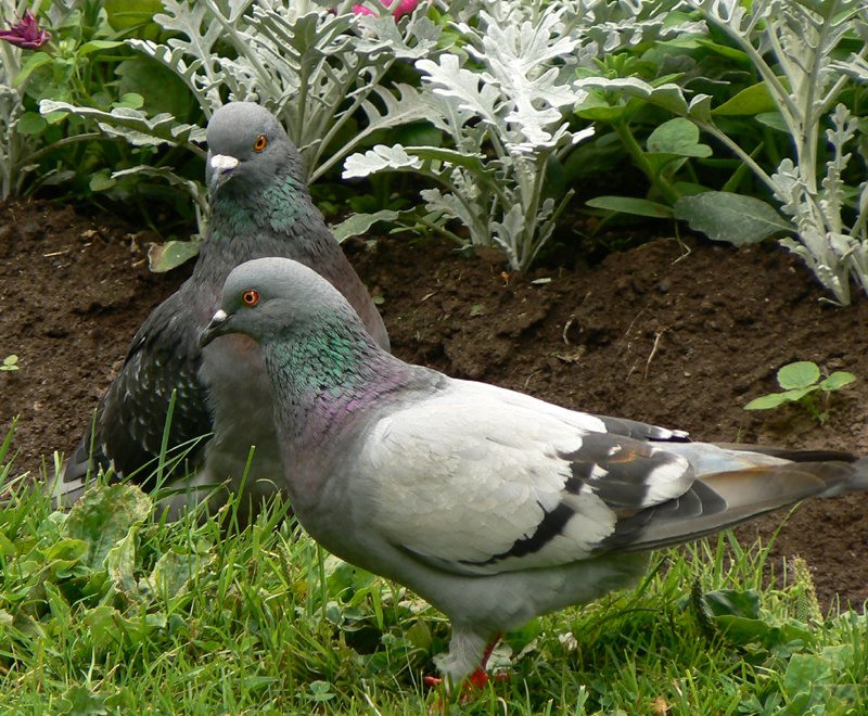 صور منوعة من الإنترنت