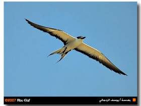 صور من ابداع اعضاء عمان فوتو