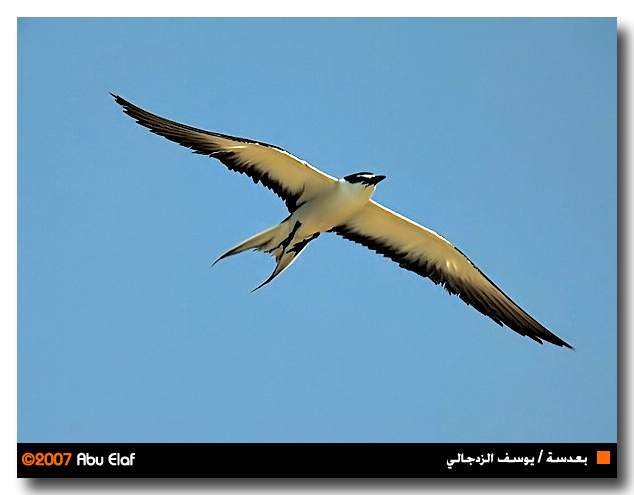 صور من ابداع اعضاء عمان فوتو