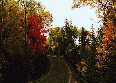 من أشجار الطبيعة