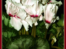 صور من ابداع اعضاء عمان فوتو