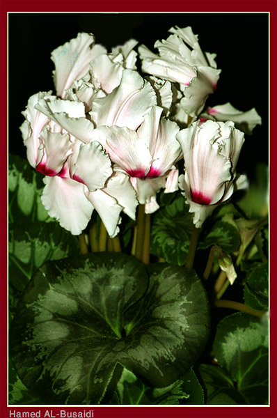 صور من ابداع اعضاء عمان فوتو