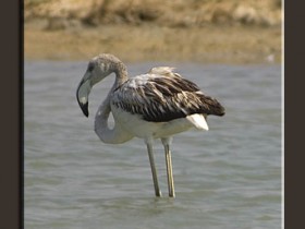 صور من ابداع اعضاء عمان فوتو