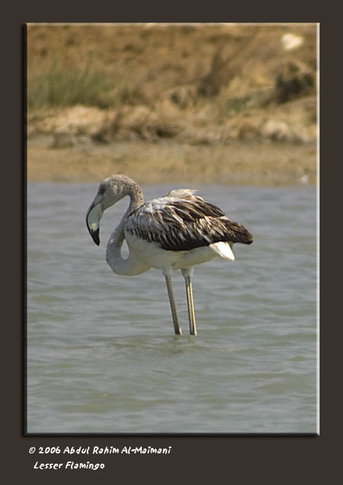 صور من ابداع اعضاء عمان فوتو