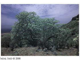 صور من ابداع اعضاء عمان فوتو