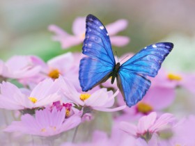 buterfly