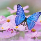 buterfly