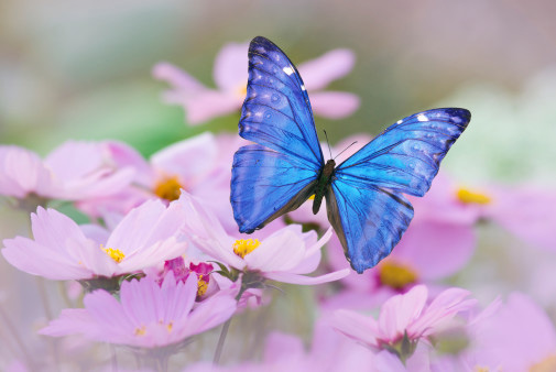 buterfly