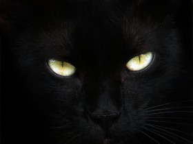 Black Cat