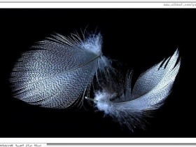 nice_pic_design_photo_64_1_