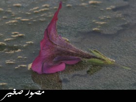 صور من ابداع اعضاء عمان فوتو