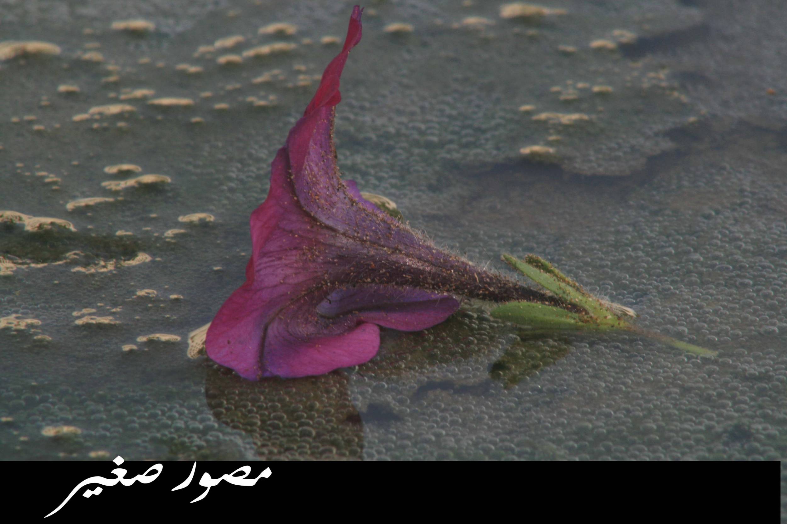 صور من ابداع اعضاء عمان فوتو
