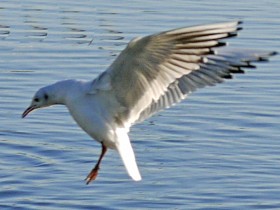 صور منوعة من الإنترنت