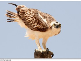 صور من ابداع اعضاء عمان فوتو