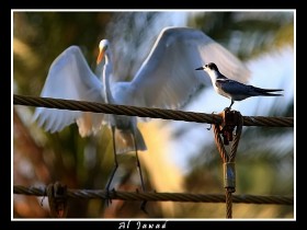 صور من ابداع اعضاء عمان فوتو