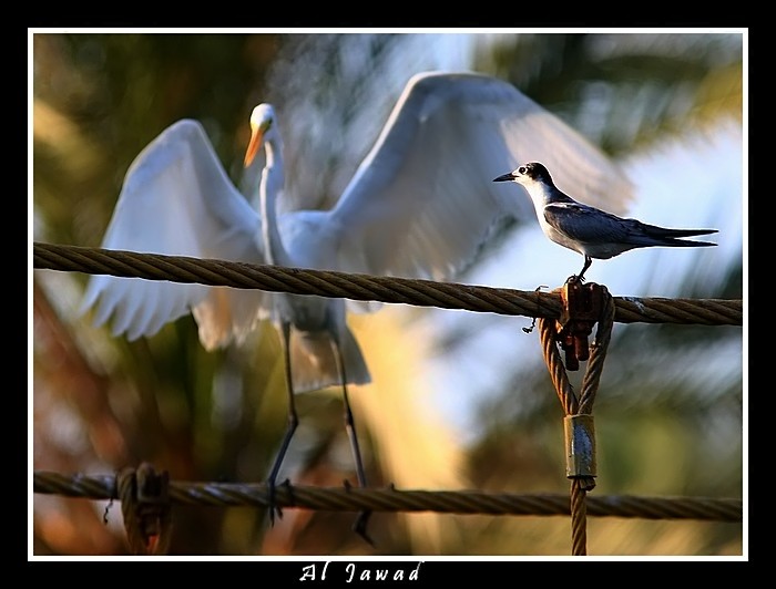 صور من ابداع اعضاء عمان فوتو