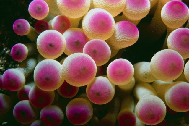 مخلوقات بحرية