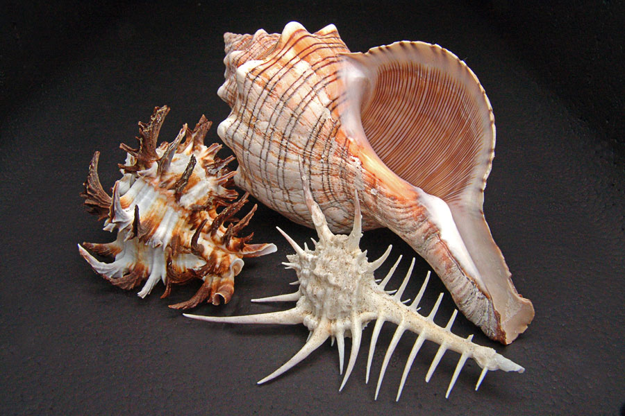 1417292-8b3511614a7ce13d_1_