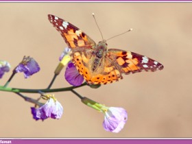 صور من ابداع اعضاء عمان فوتو