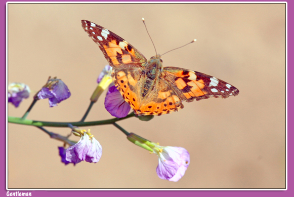 صور من ابداع اعضاء عمان فوتو