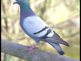 صور منوعة من الإنترنت
