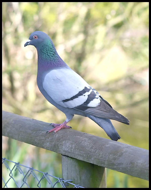 صور منوعة من الإنترنت