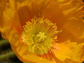 Poppy_1334