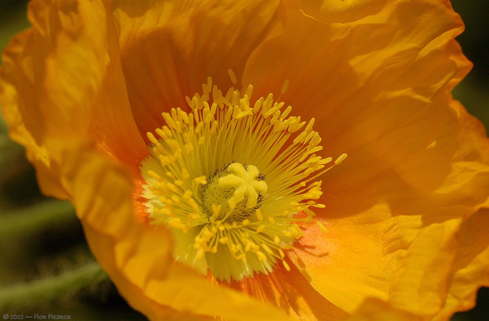 Poppy_1334
