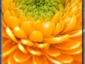 صور من ابداع اعضاء عمان فوتو