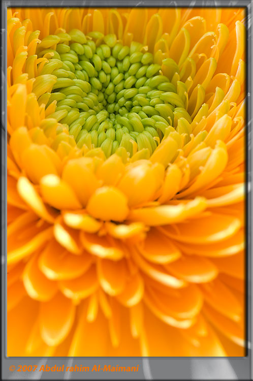 صور من ابداع اعضاء عمان فوتو