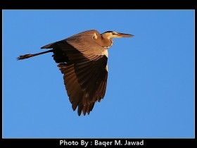صور من ابداع اعضاء عمان فوتو