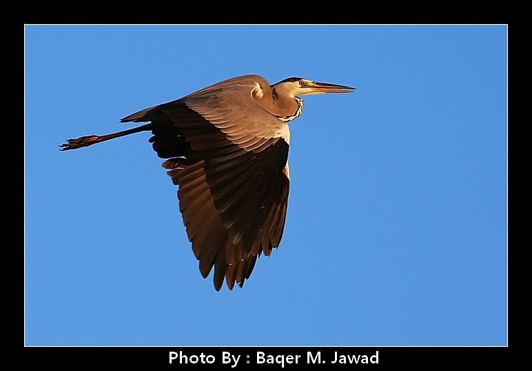 صور من ابداع اعضاء عمان فوتو