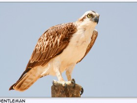 صور من ابداع اعضاء عمان فوتو