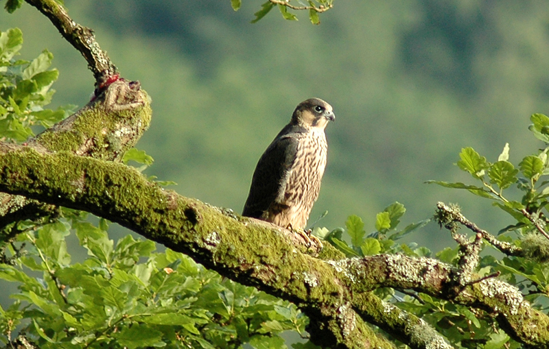 صور منوعة من الإنترنت