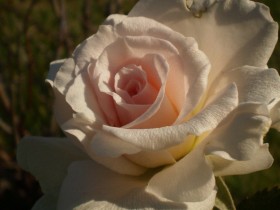 my_delicate_rose_by_mysteriousfantasy