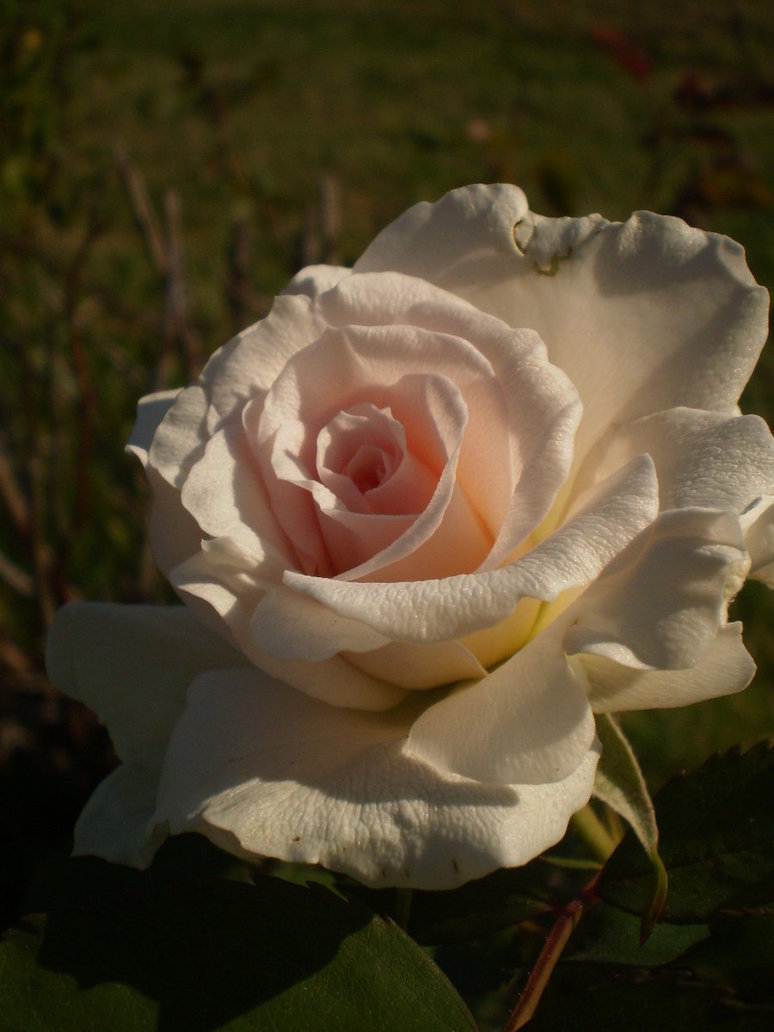 my_delicate_rose_by_mysteriousfantasy