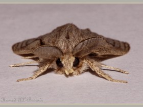 صور من ابداع اعضاء عمان فوتو