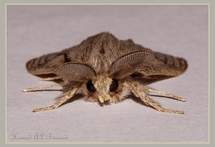 صور من ابداع اعضاء عمان فوتو