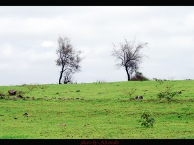 صور من ابداع اعضاء عمان فوتو