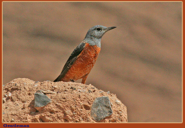 صور من ابداع اعضاء عمان فوتو